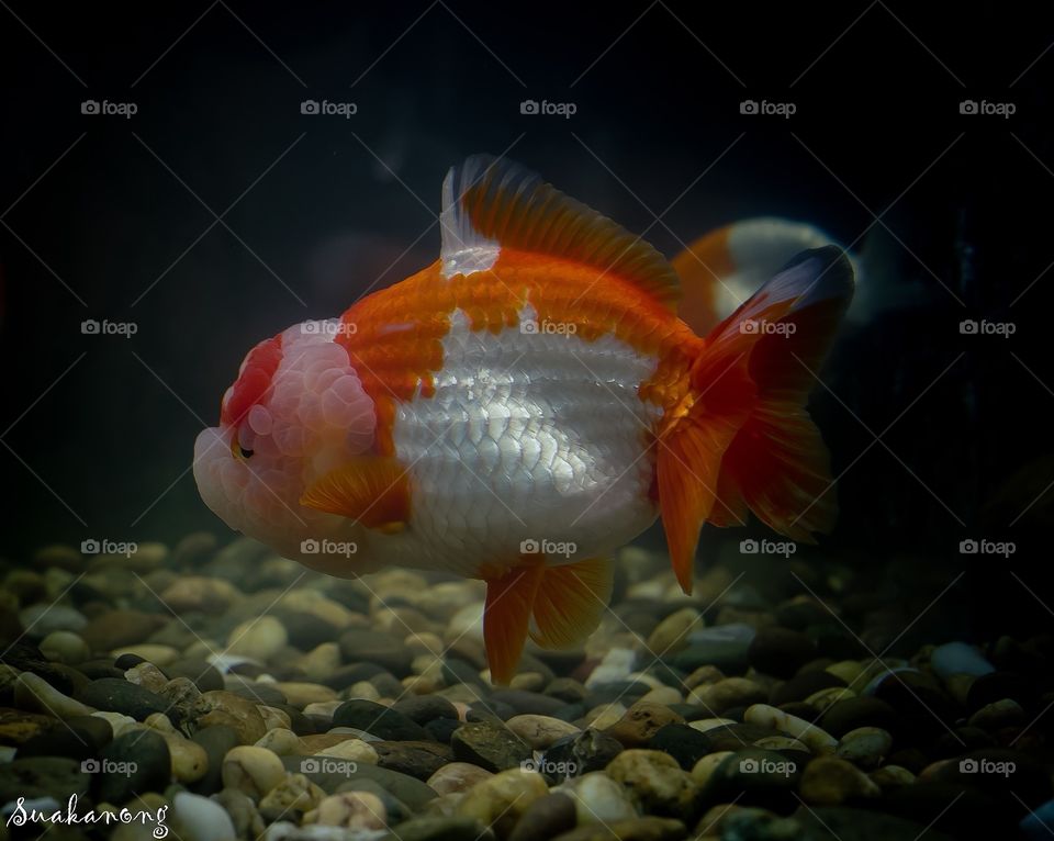Goldfish in Thailand