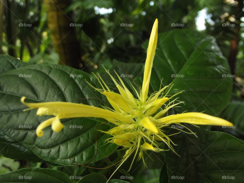 Spikey Yellow Beauty