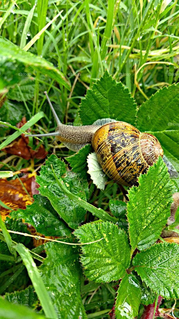 snail in nature on a rainy day