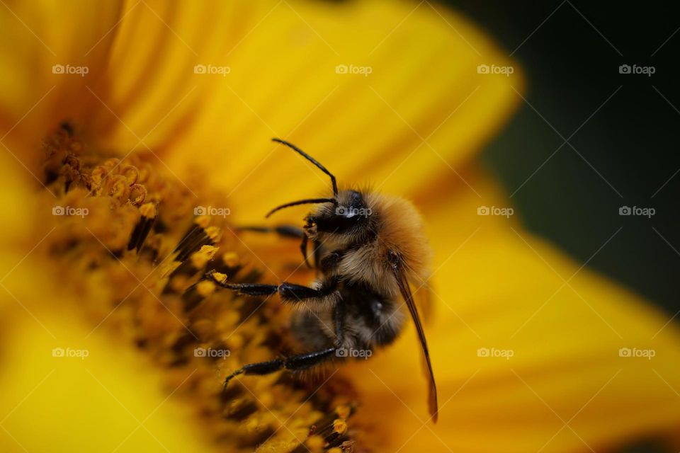 Bumblebee searching for nectar