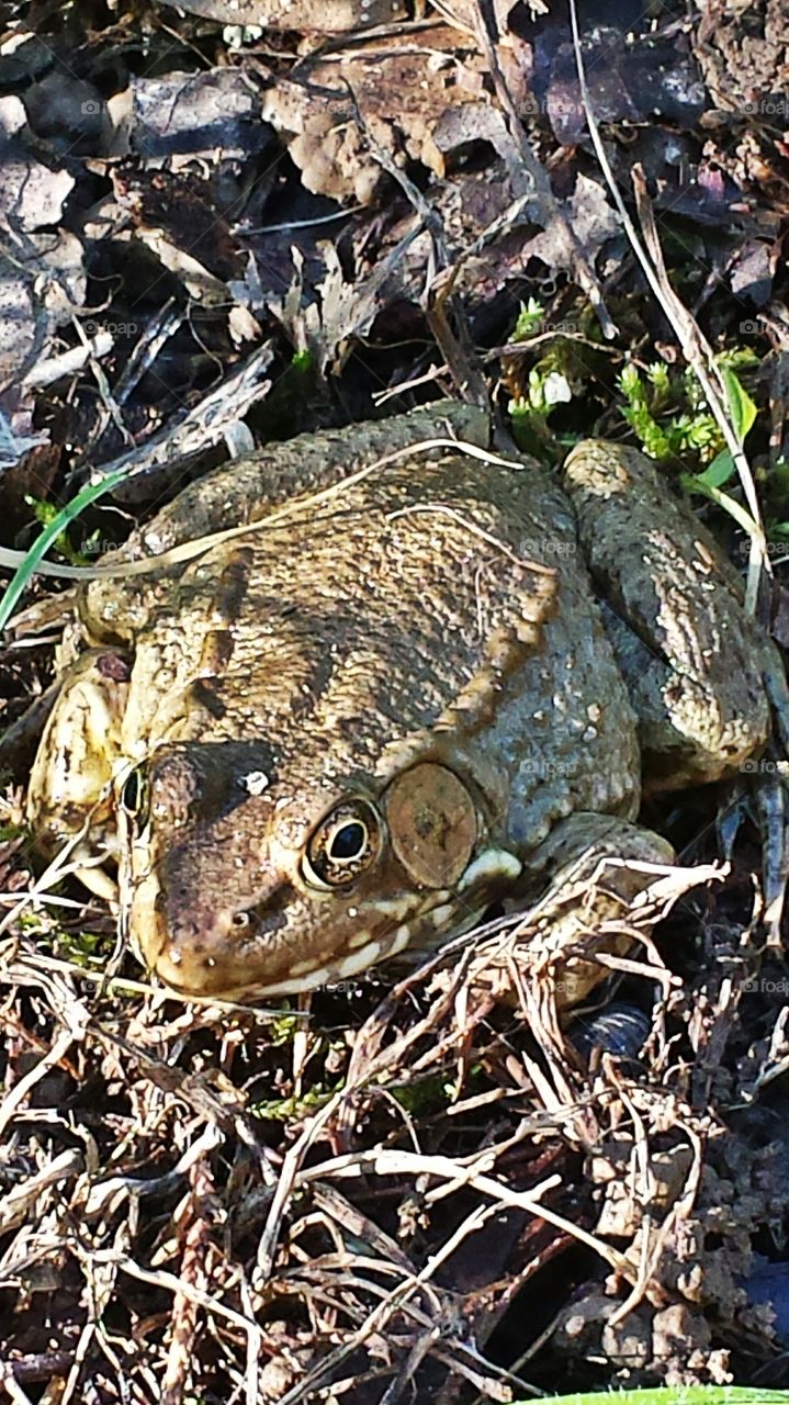 Frog. Amphibian