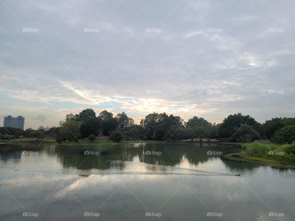 A duck gliding across the water with landscape reflection.