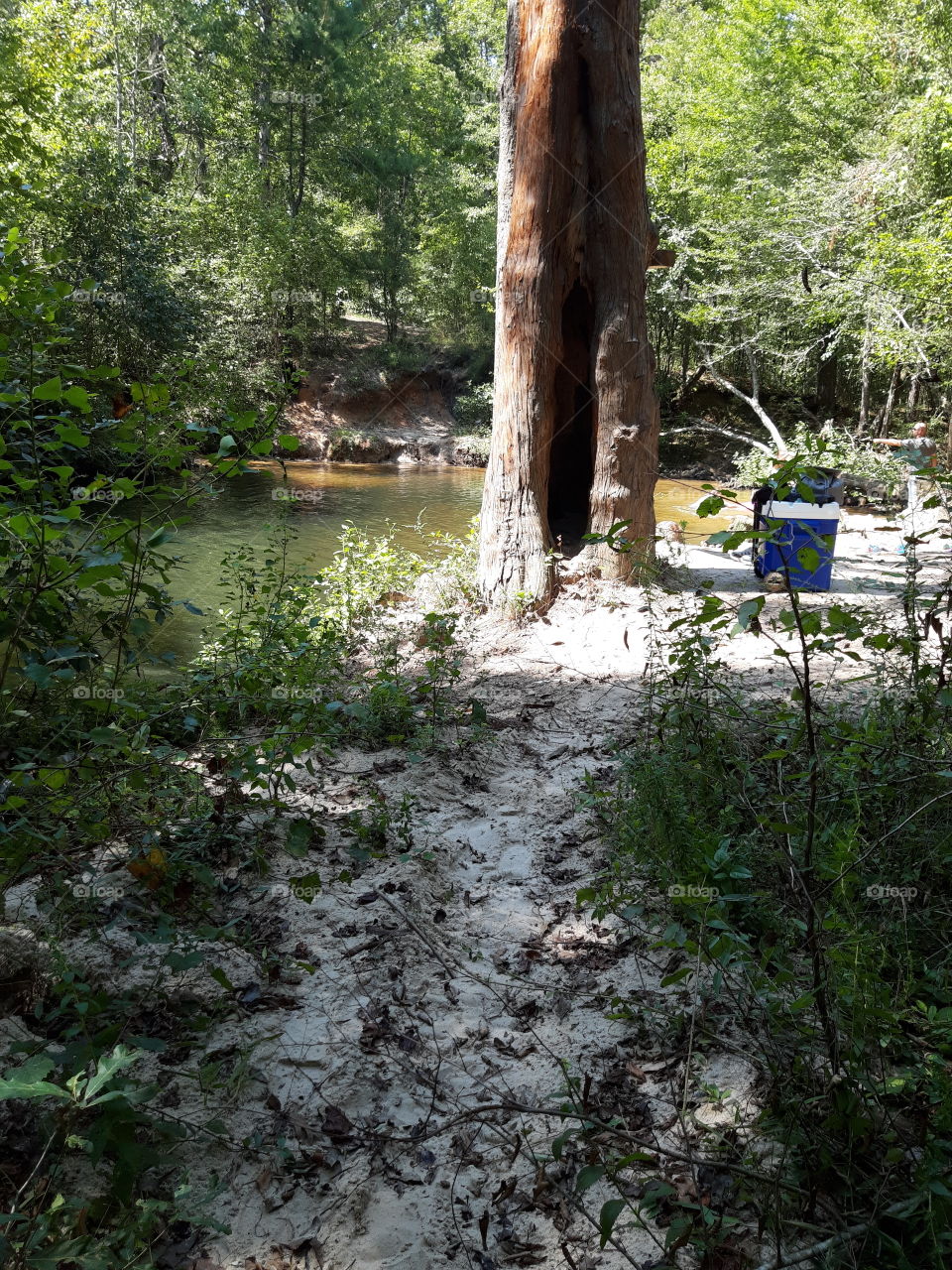 trail to creek (Louisiana)