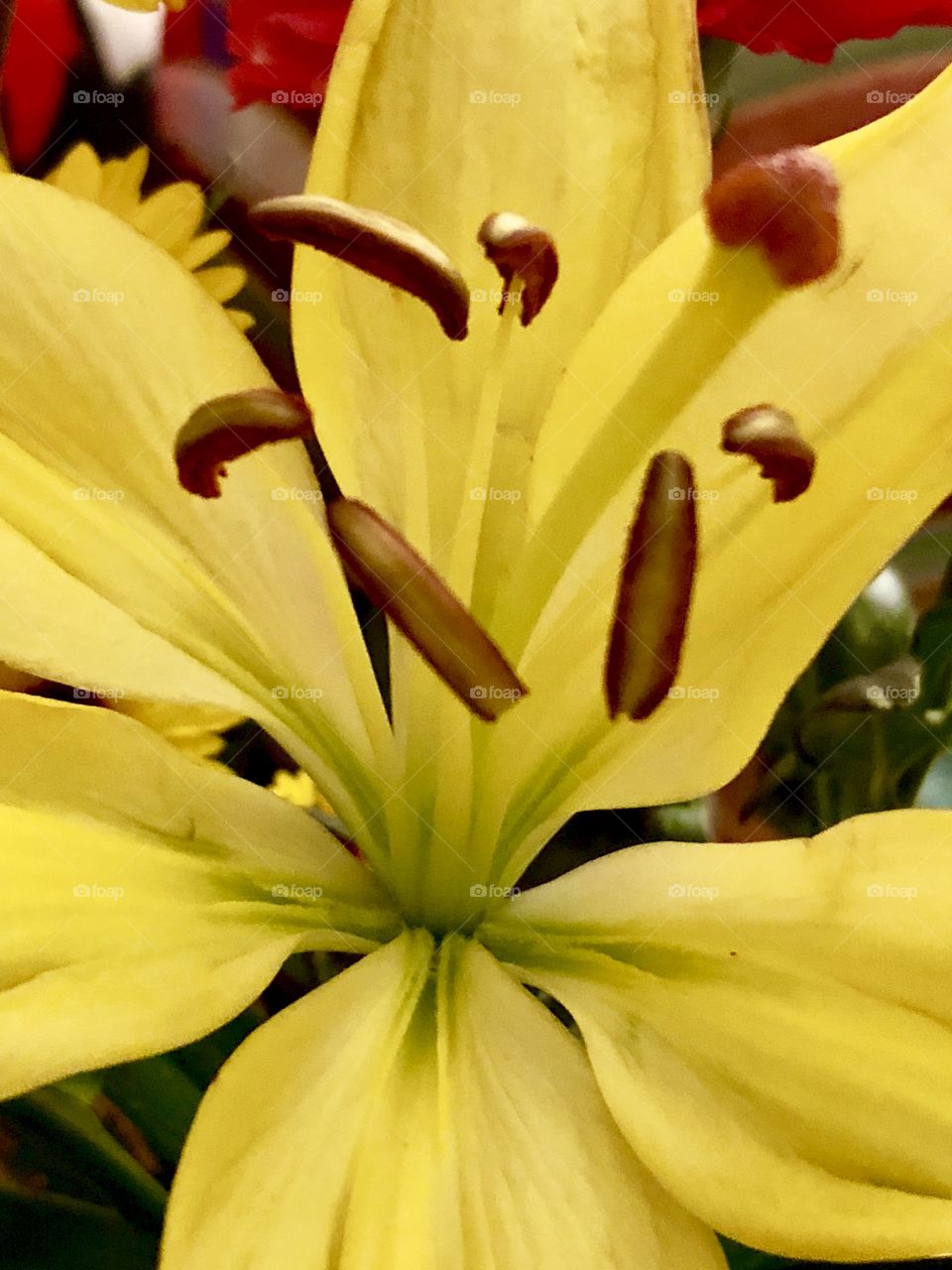Big yellow flower 