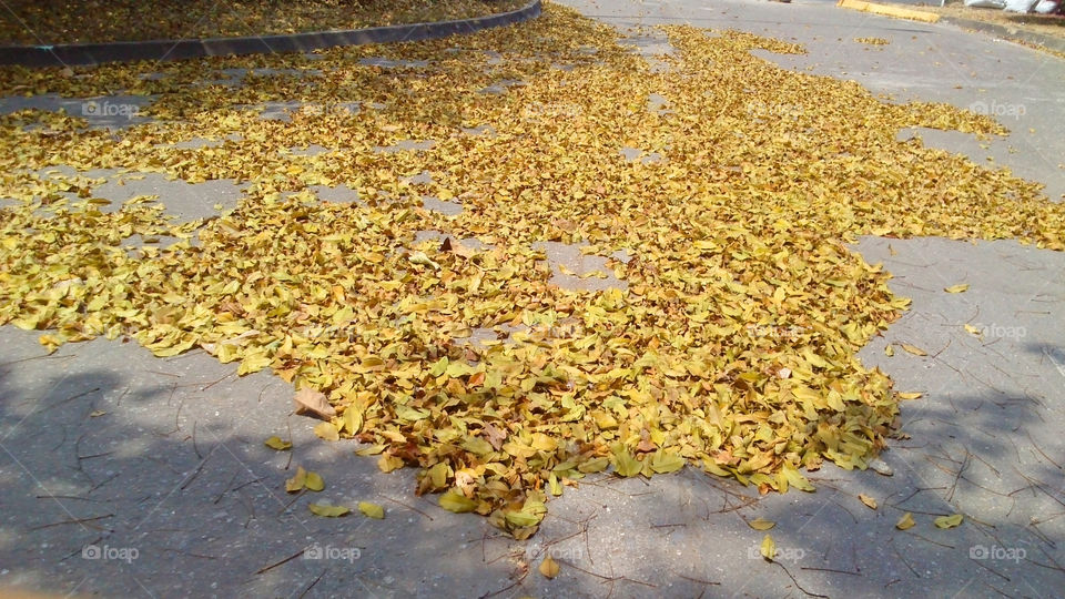 Leaves in the ground