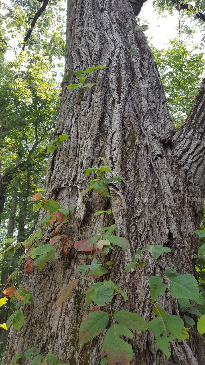 tree bark