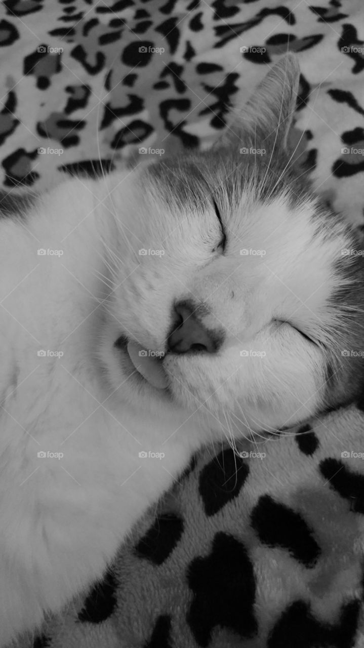 Kitty Sleeping Tongue