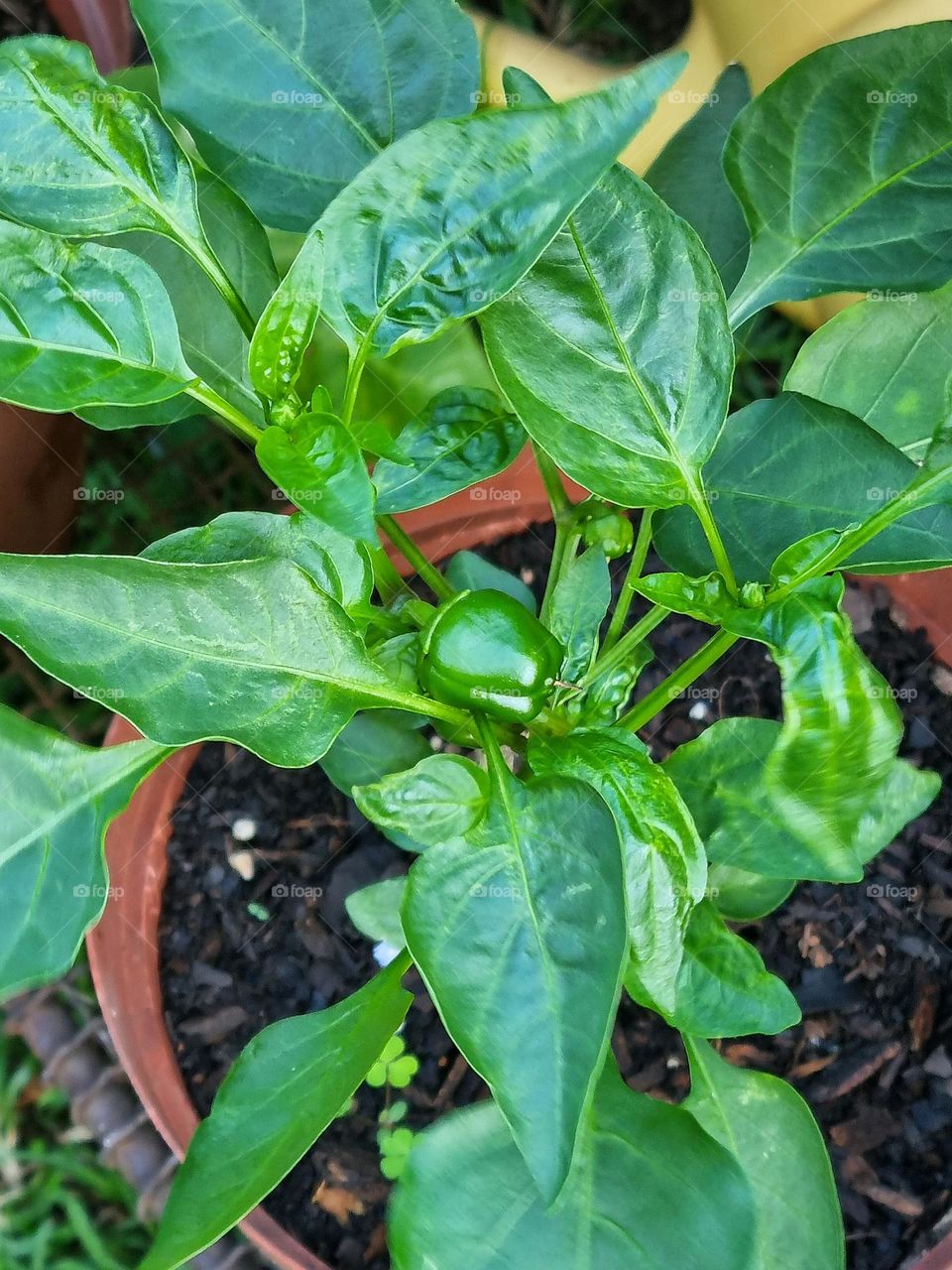 replanting a pepper plant, a small pepper is visible