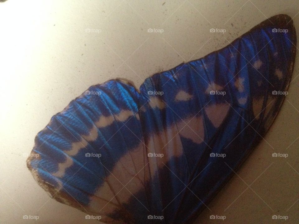 Butterfly wing