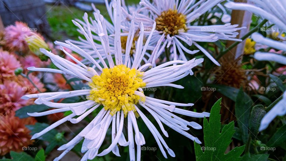 ♥Flowers cannot bloom without sun, people cannot live without love. - Max♥