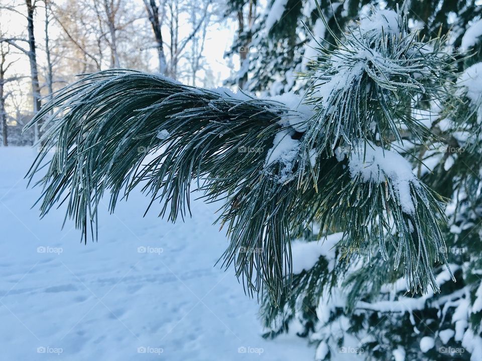 Frozen pine needles covered in snow 