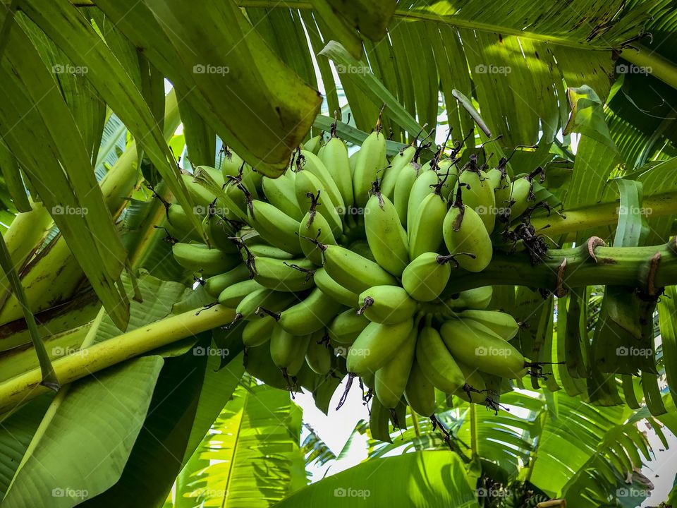 Bananas growing in the trees 