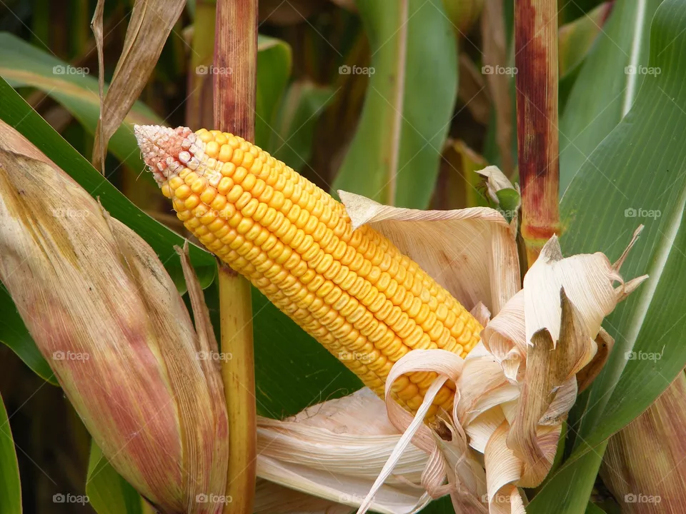 Corn