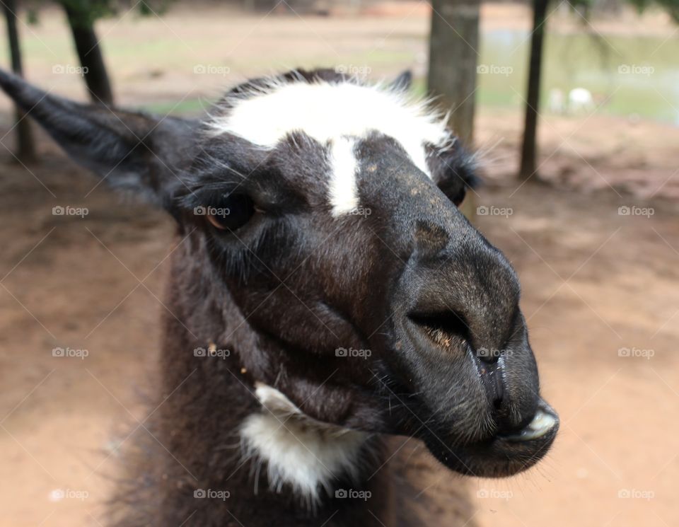Alpaca with an attitude