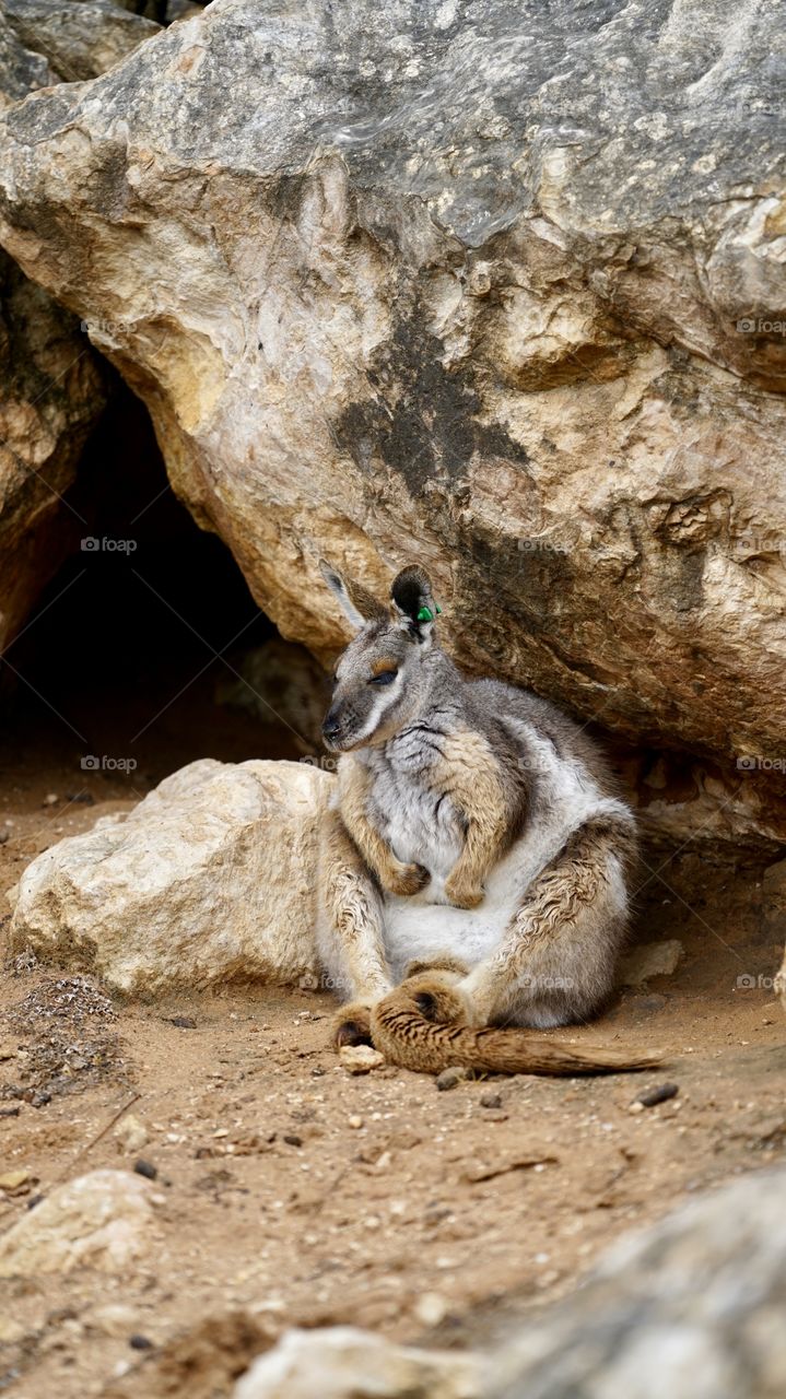 Scratch my belly. Rock Wallaby having a lazy day. 