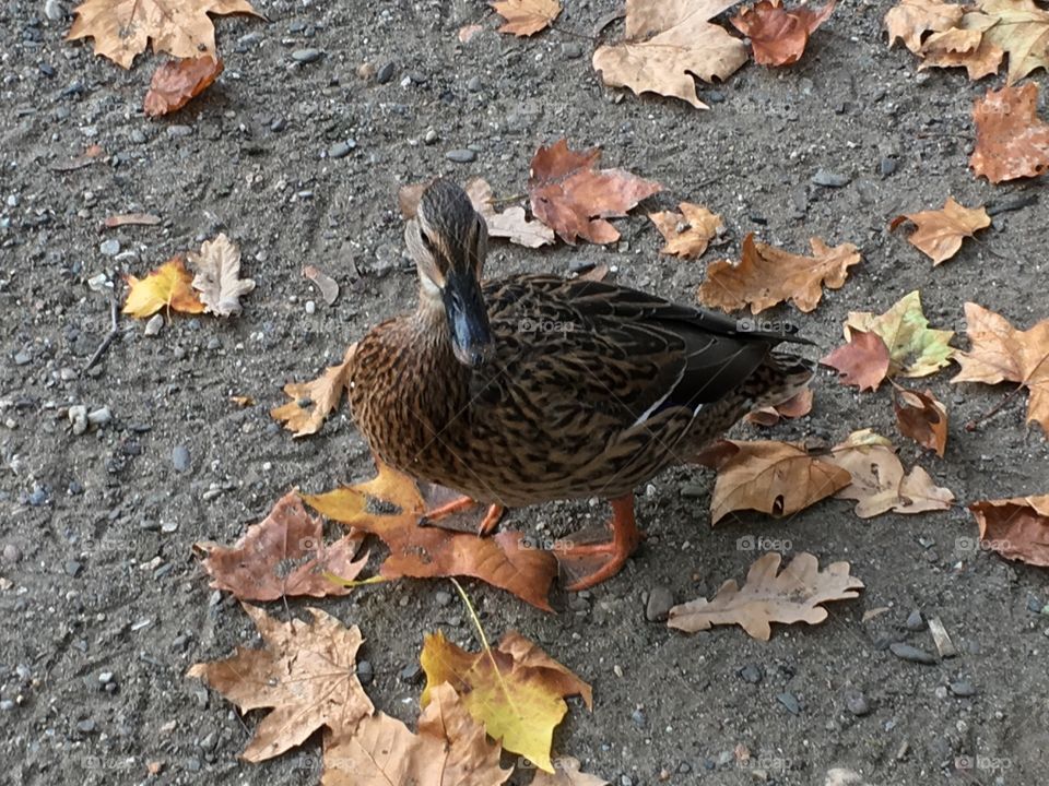 Herbst as duck