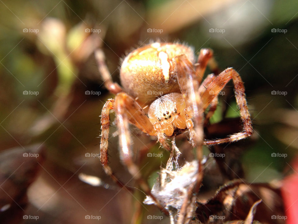 sweden garden macro close by elluca