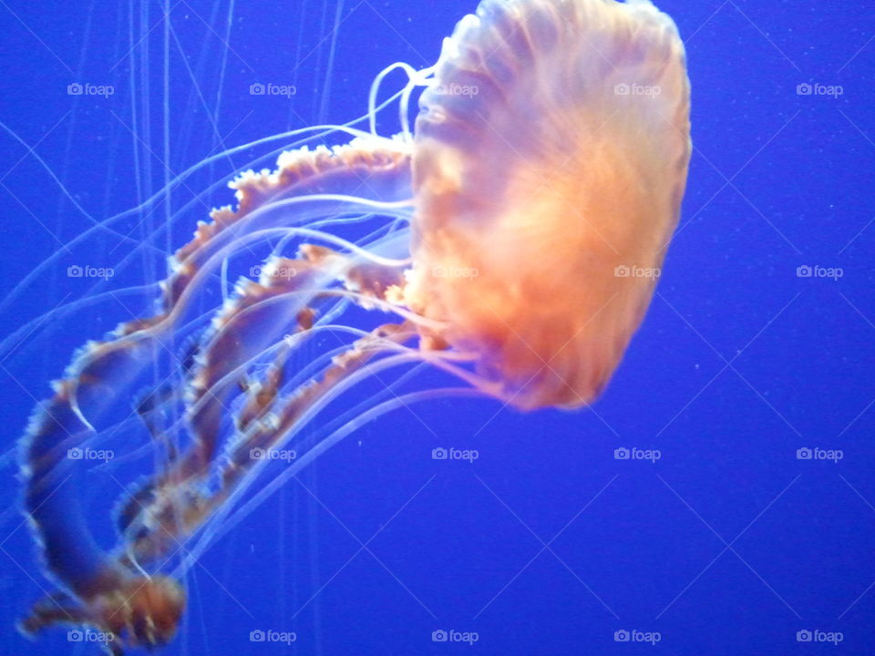 Jellyfish 1
