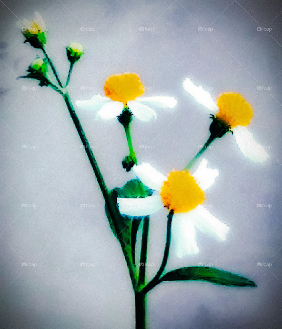 three wild flowers