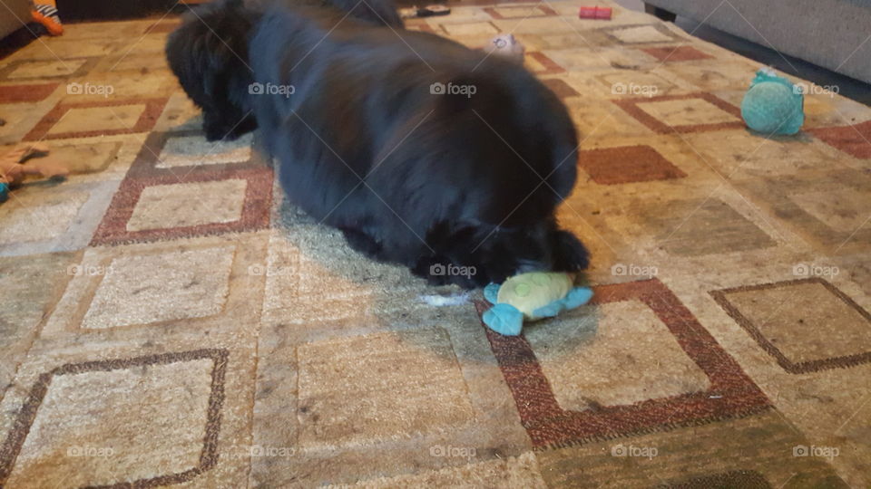 No Person, Dog, Floor, Mammal, One