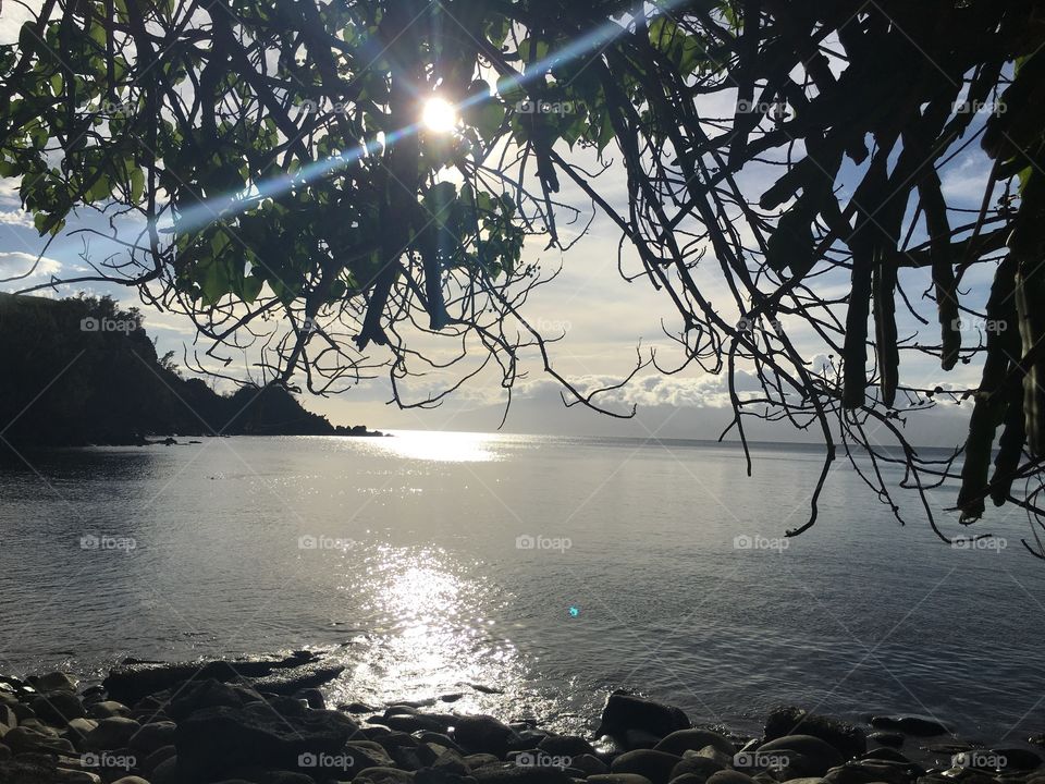 Close-up of tree branch with idyllic sea