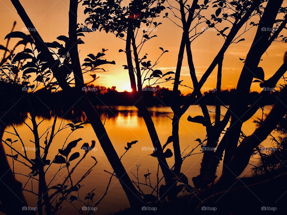 It is so nice to have trees to take pictures of Evening pics. This lakeside shrub poses a Beautiful Sunset Pic heading in to Twilight then will fall Prey to Night. 