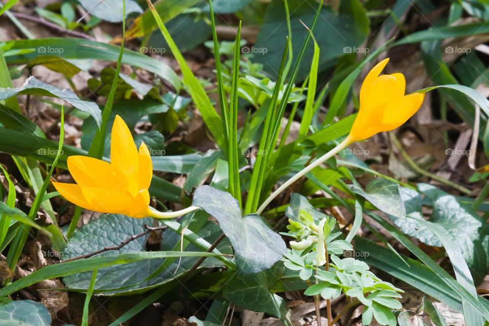 early spring yellow crocus