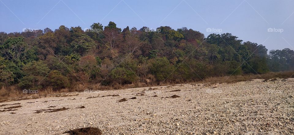 #trees around us🥰