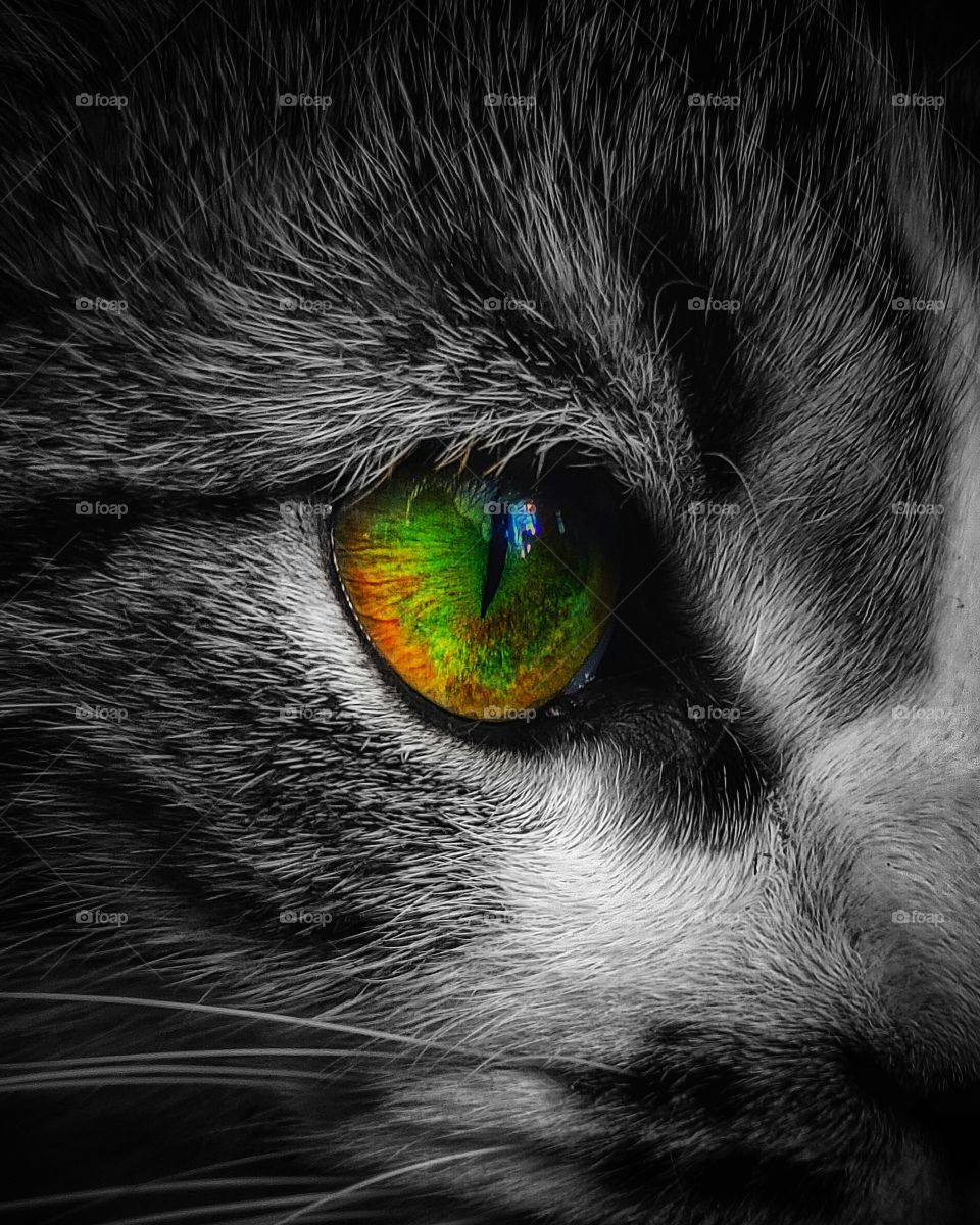 cat eye