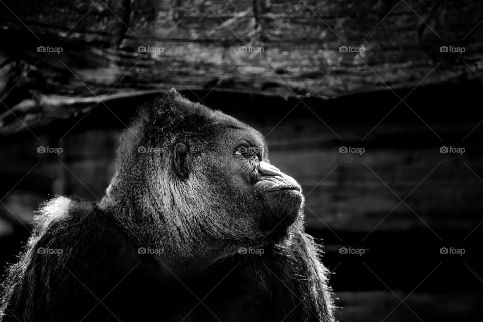 Gorilla portrait black and white 