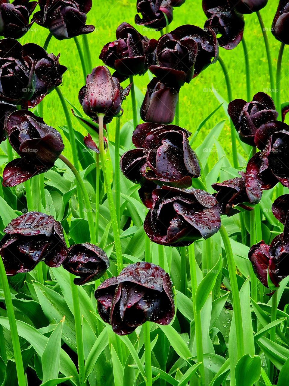 Tulips in Holland