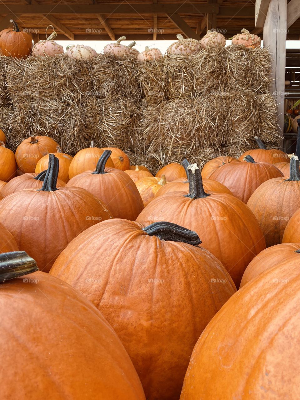 Pumpkin farm