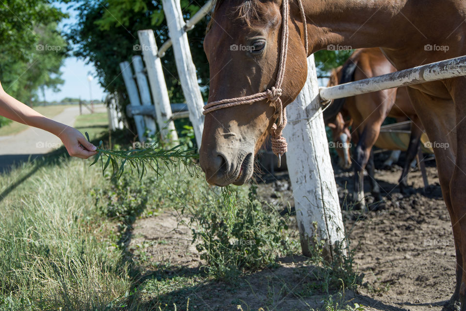 Horse on a farm.Sun and nature