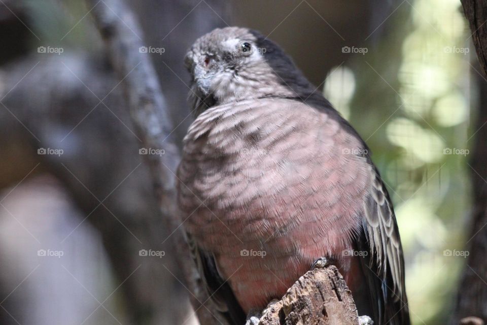 A small brown bird, trying to sleep amongst the noises of life, and probably just giving up at this point