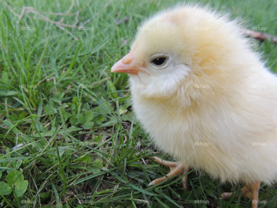 Fluffy yellow chick standing outside in the grass looking around