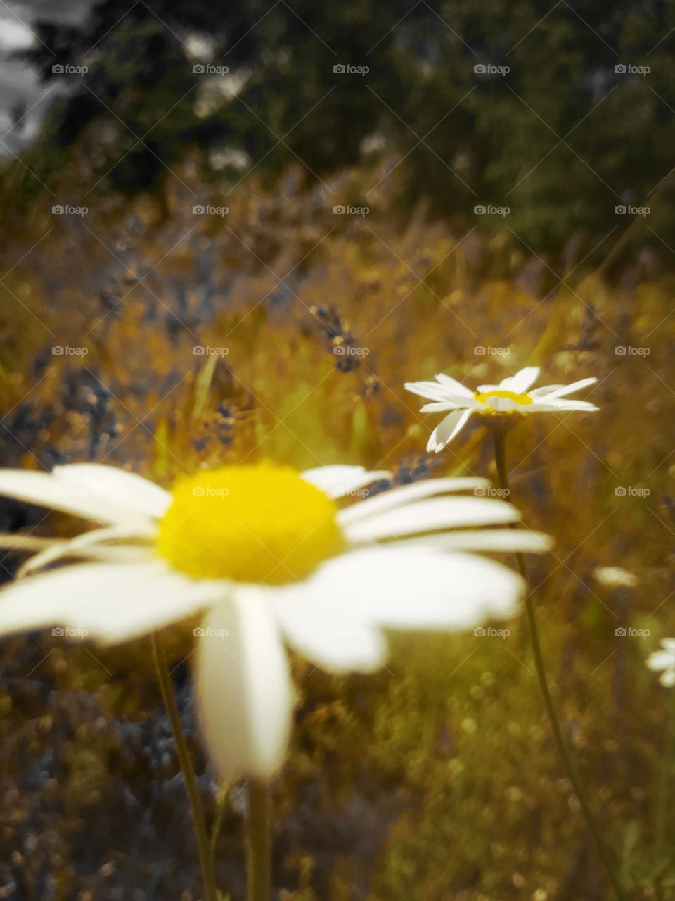 Lovely Flowers