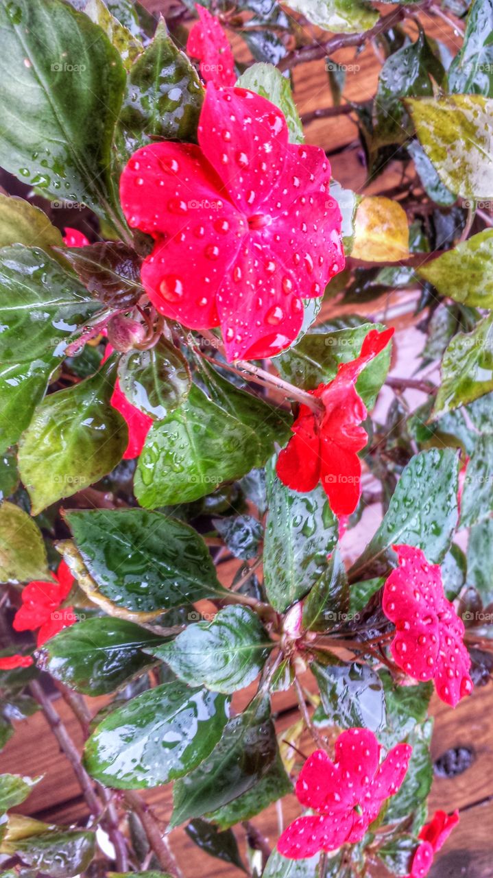 Flowers. Fresh Raindrops