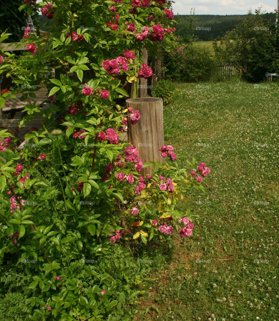 roses in garden