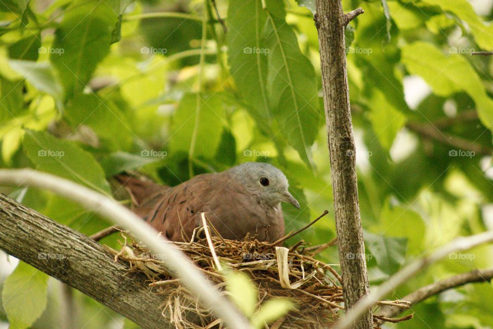 A Columbina mommy hatches her eggs very quietly protected by the limbs of a tree in a windy summer afternoon. 