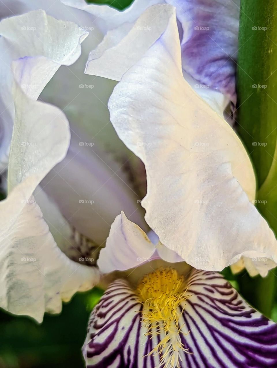 Blooming Iris