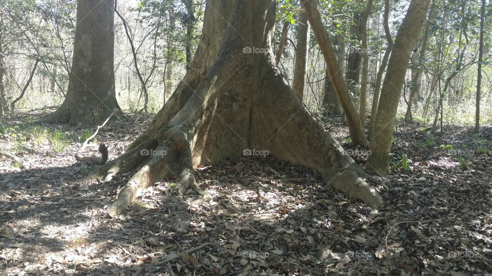 Tree, Wood, Nature, Environment, Landscape