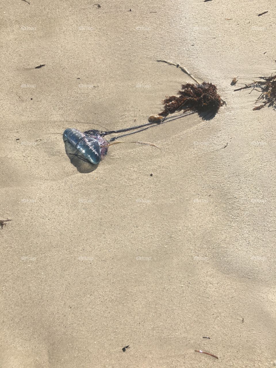 Teal and purple Jellyfish washed ashore. 