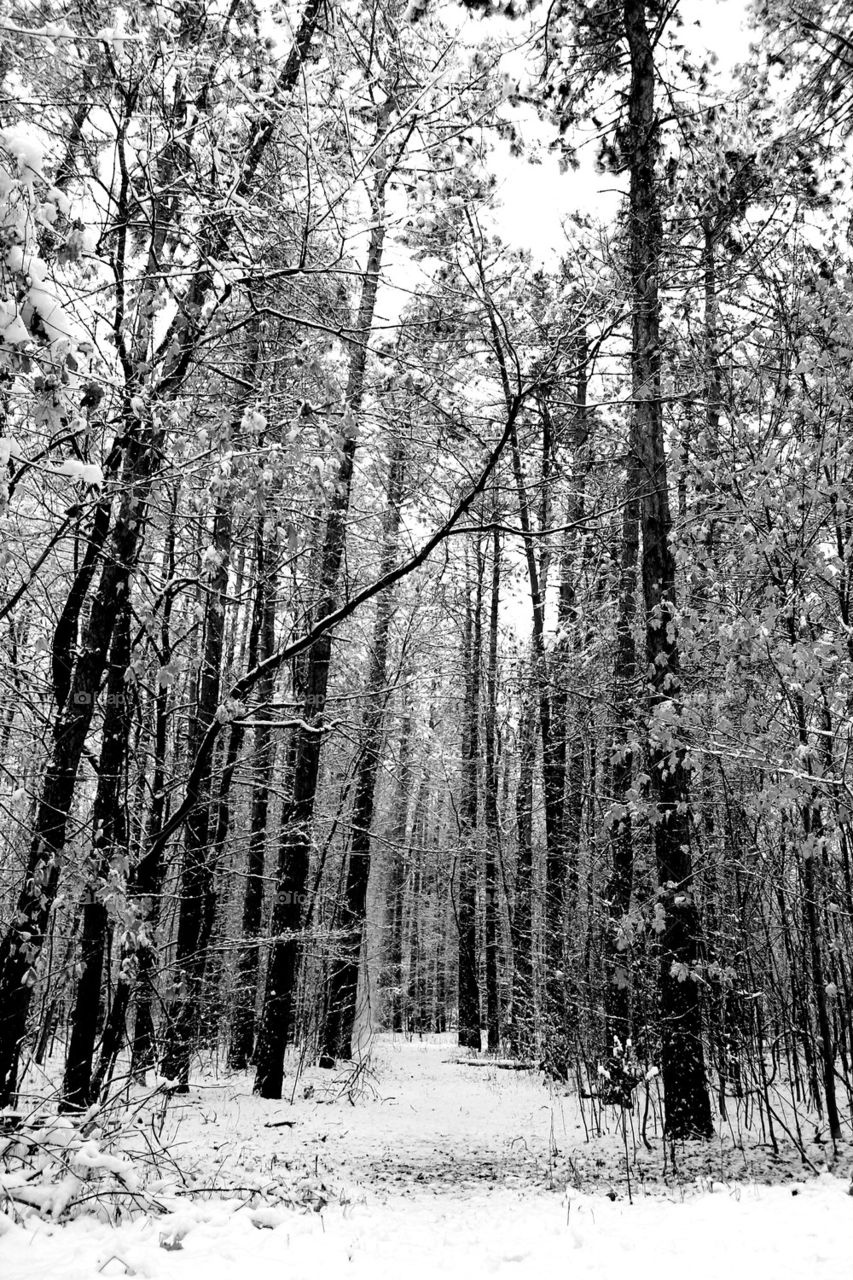 winter in the woods 