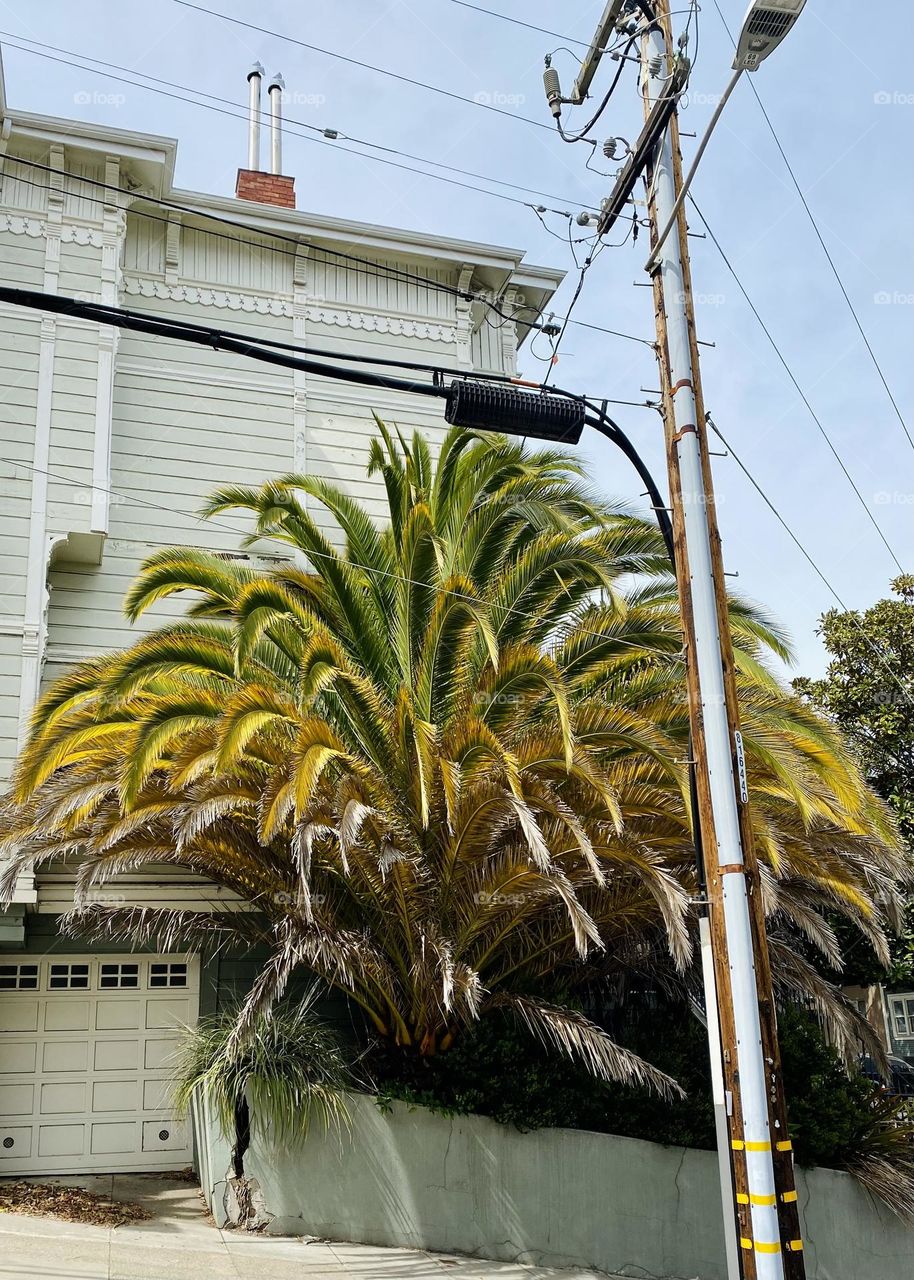 Palm tree seen from the sidewalk 