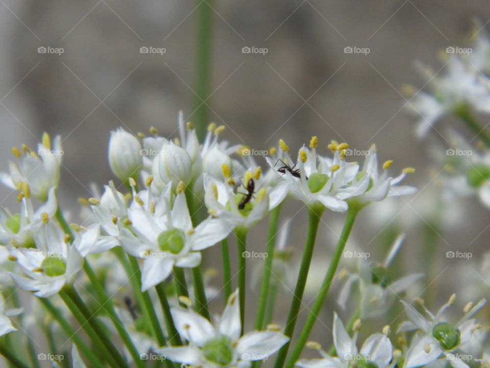 white flowers with ants