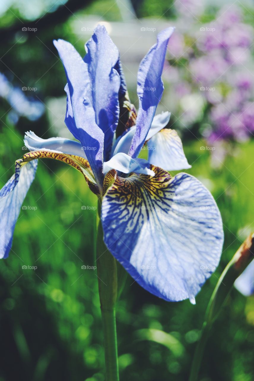 Close-up of blue iris