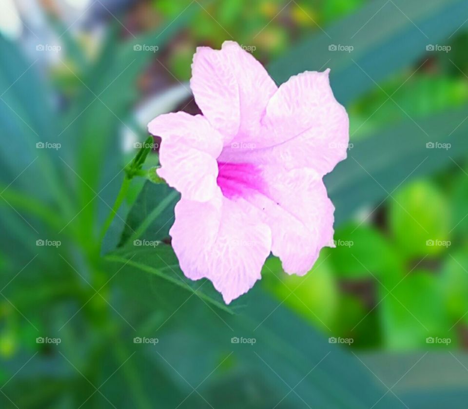 pink ruellia