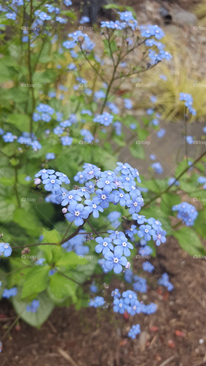 Brilliant blue flowers