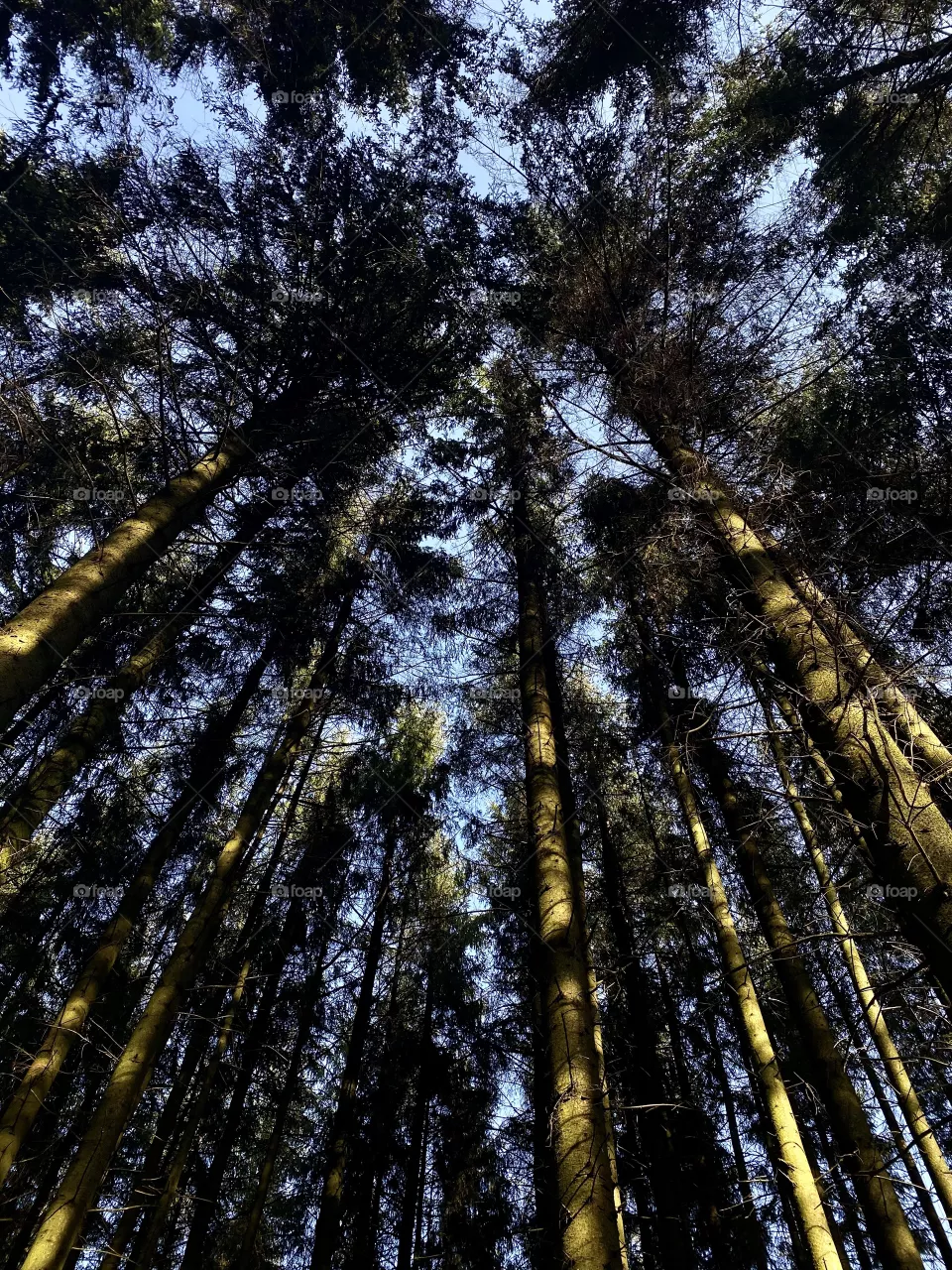 Tall trees. 