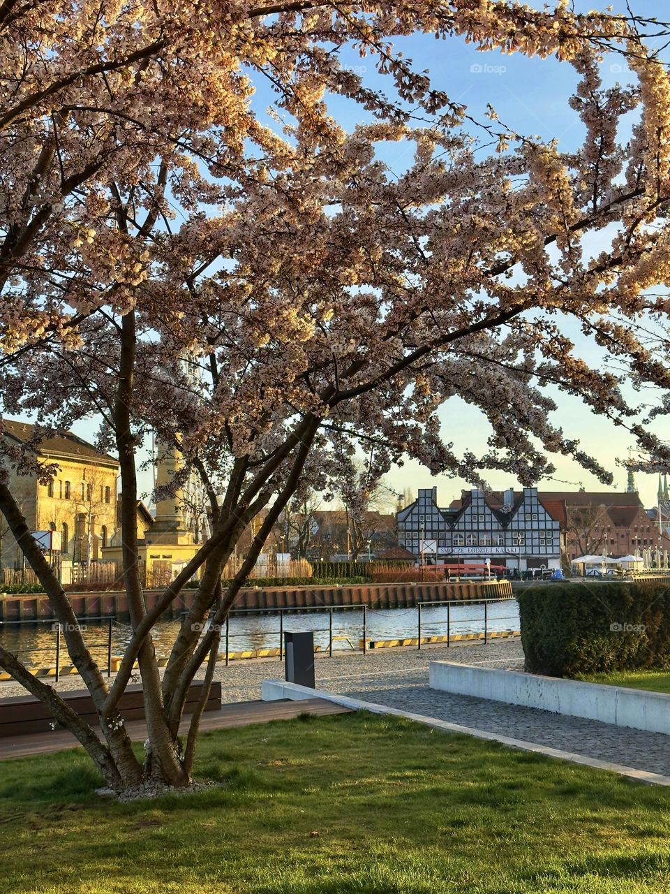 Gdańsk in bloom — simply magical🌸